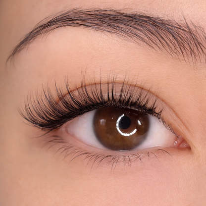 No. 6 LASHORA Londre